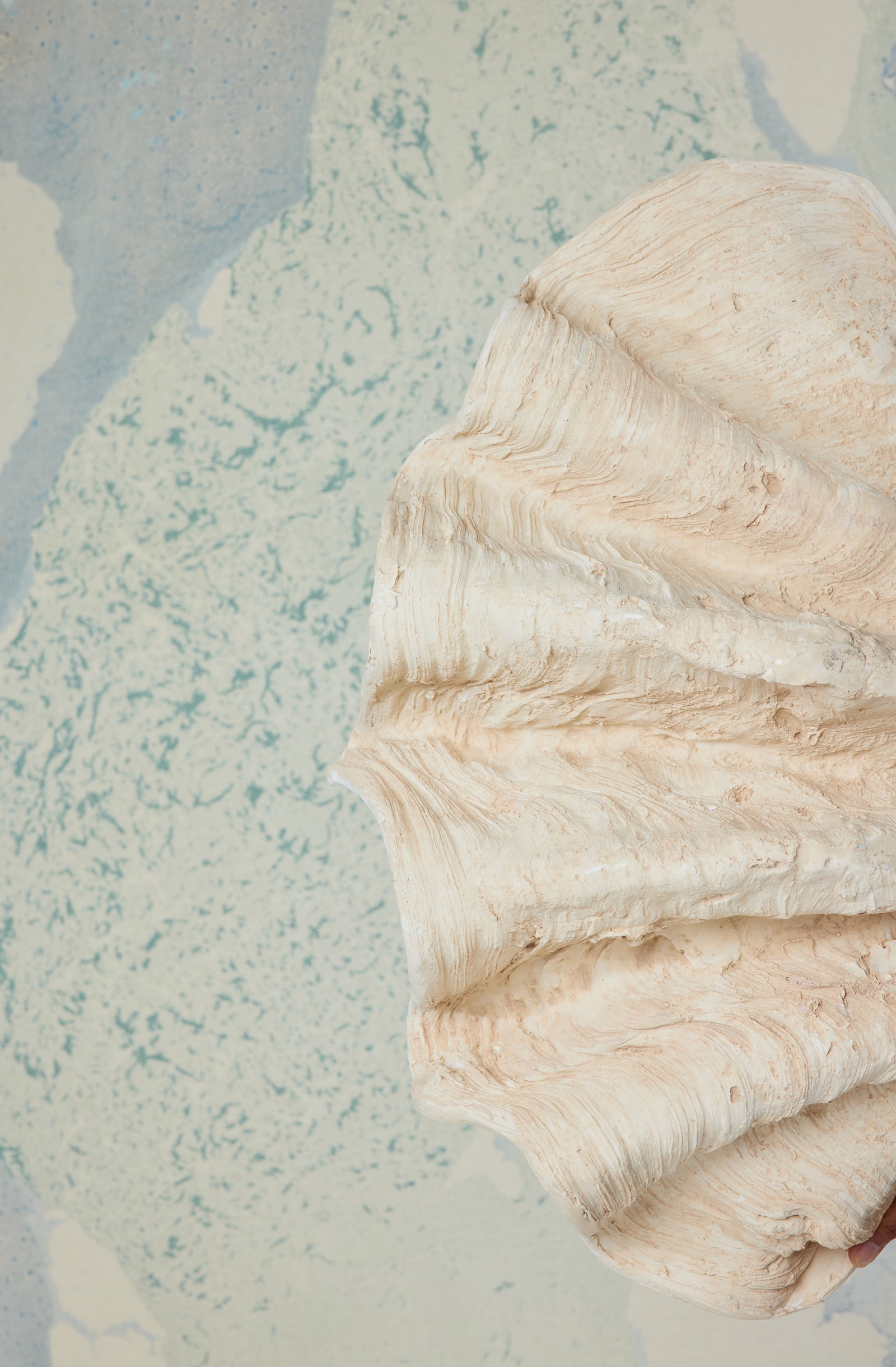 Close-up of a person holding a large beige shell with textured ridges against a light-colored, textured background.